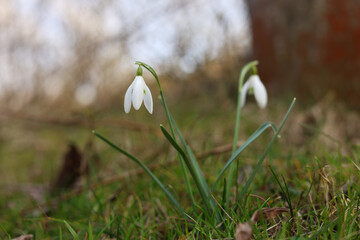 Obraz premium spring snowdrop flowers