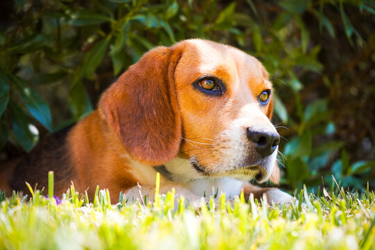 Retrato de perro Beagle de perfil descansando en el c&eacute;sped al aire libre