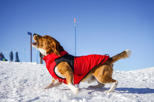 Perro Beagle ladrando en la nieve con abrigo rojo en un paisaje invernal
