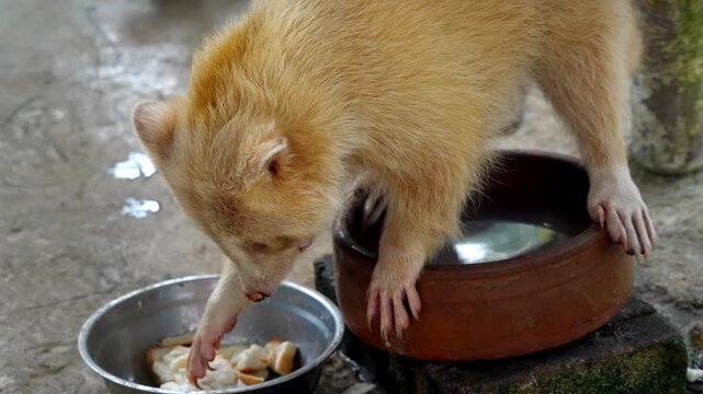 Slow motion cute brown raccoon enjoying a meal from its bowl
