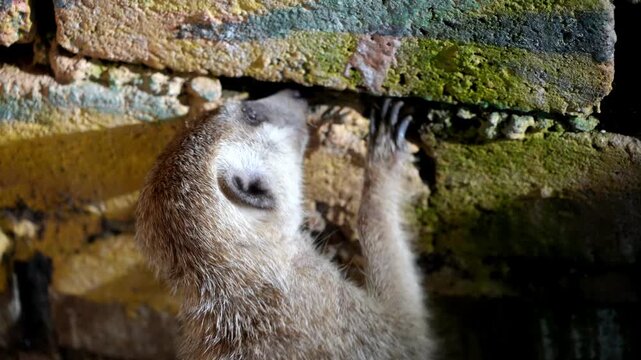 Slow motion cute meerkat dig the hole at wall