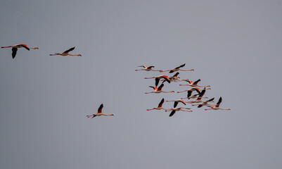Pink Flamingos Flying Over Lagoon Wildlife Nature Scene