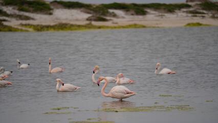 Naklejka premium Pink flamingo resting on one leg in calm coastal lagoon habitat