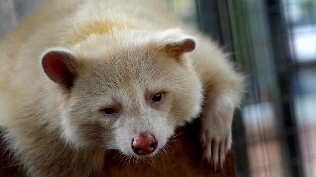 Slow motion a sleep brown raccoon in cage