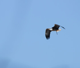 Obraz premium Eagle flying in the sky with a stick.