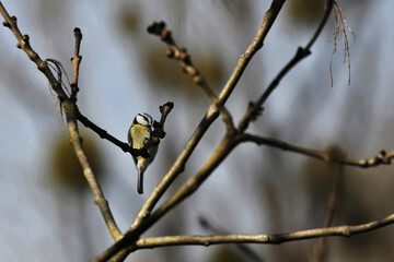 Mésange posée sur un arbre © PPJ