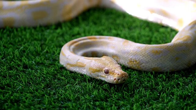 Slow motion yellow and white python snake laying on top of artificial green grass