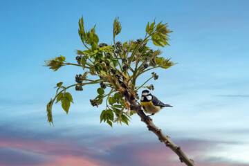 Mésange posée sur un arbre © PPJ
