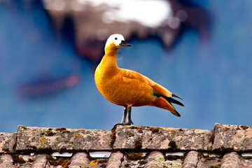 Rostgänseim Prachtkleid  im Frühling, auf der Balz © Renate