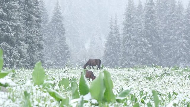 Horses grazing in a green meadow during an unexpected spring snowfall with snowy pine trees in the background. This image is suitable for environmental, travel, and nature-themed projects or as a seas