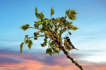 Mésange posée sur un arbre © PPJ