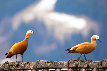 Rostgänseim Prachtkleid  im Frühling, auf der Balz © Renate