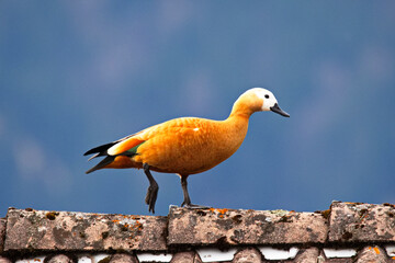 Rostgänseim Prachtkleid  im Frühling, auf der Balz © Renate