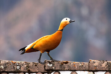 Rostgänseim Prachtkleid  im Frühling, auf der Balz © Renate