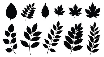 Collection of various leaves presented as a striking black silhouette © MSTSALINA
