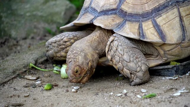 Slow motion a Sulcata tortoise enjoying a meal on the floor