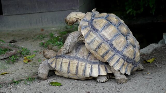 Slow motion large Sulcata tortoises mating