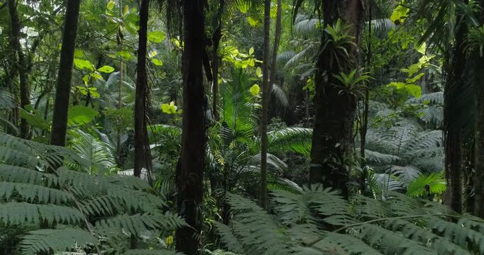 Close-up lateral view of dense tropical rainforest vegetation with lush jungle foliage