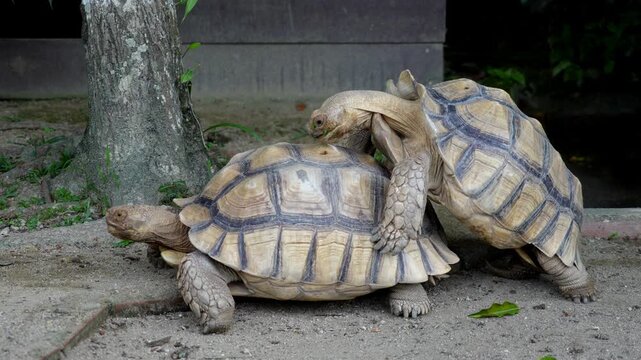 Slow motion two majestic tortoises side by side on the ground after mating