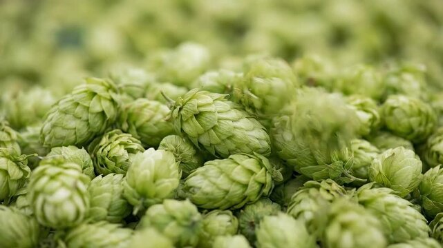Green hop cones fill field ready for harvest. Close view of hops showcasing growth and texture. Concept of agriculture, brewing, cultivation