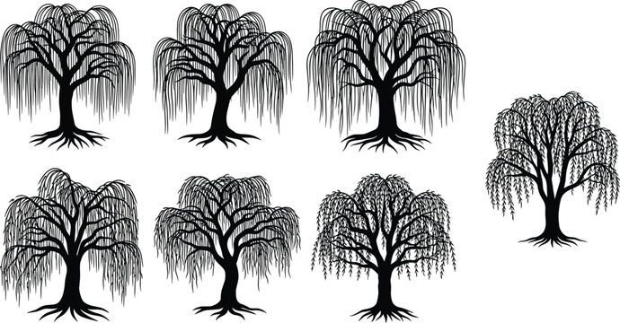 Weeping Willow Tree Silhouette Set with Hanging Branches and Roots for Nature Landscape Design Garden Environment and Outdoor Botanical Illustration