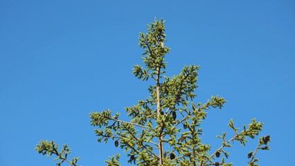 Obraz premium Top of spruce tree with cones growing against clear blue sky