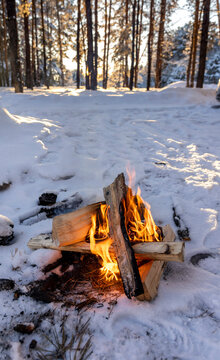 a fire of burning logs in a winter pine forest at sunset
