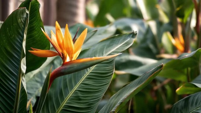 Vibrant Orange Bird Of Paradise Flower Surrounded By Lush Green Leaves In A Tropical Garden