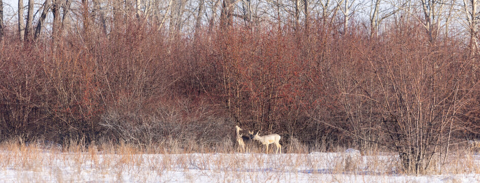several steppe roe deer in their natural environment in winter