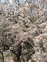 Obraz premium Abundantes flores blancas con centros rosados ​​y hojas rojizas en las ramas de un árbol primaveral.