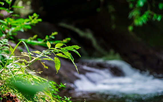 Vegetation alongside a river in the Penado rainforest, Rio de Janeiro.
