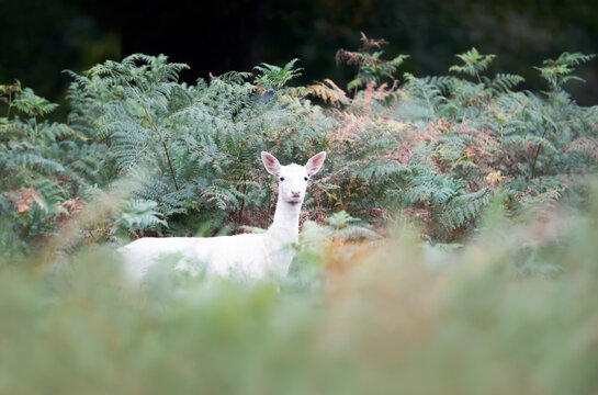 Rare white young  fallow deer hiding in green forest ferns