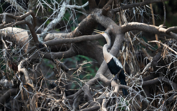 Anhinga perched on tree branch in Pantanal, Brazil