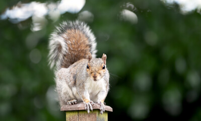 Portrait of a cute curious young grey squirrel standing on garden fence post