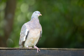 Portrait of common wood pigeon perched on wooden garden fence