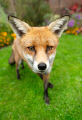 Fototapeta premium Portrait of a curious red fox standing on a green grass in urban garden