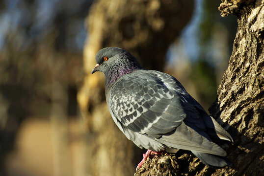 Pigeon ramier