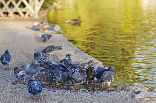 Pigeons pos&eacute;s sur les rives d'un &eacute;tang