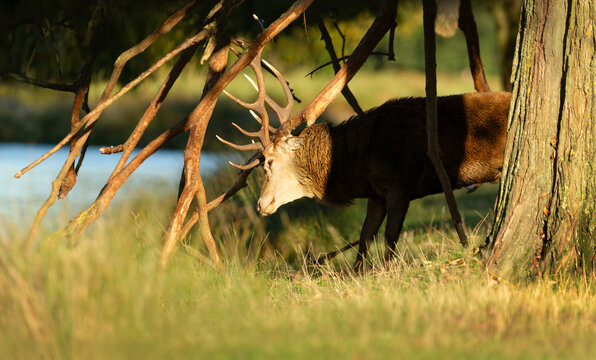 Red deer stag thrashing antlers on tree branches during autumn rut