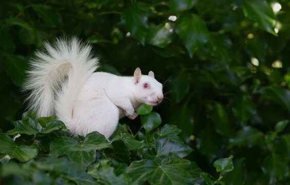 Rare albino Eastern gray squirrel sitting among green ivy leaves, UK.