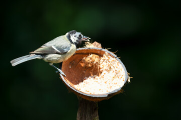 Great tit chick feeding from suet filled coconut bird feeder in garden © giedriius