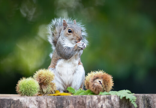 Grey squirrel eating chestnut while sitting on tree stump surrounded by spiky chestnut burrs