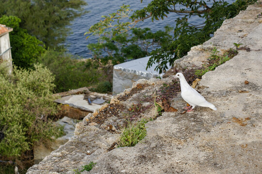 Pigeon albinos pos&eacute; sur un toit