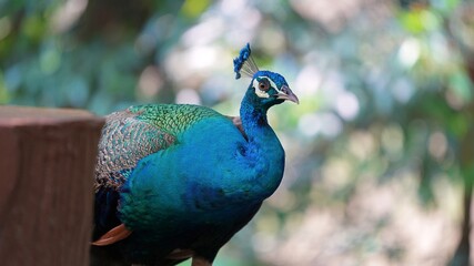 the fierce blue peacock in the garden, peafowl in the open nature