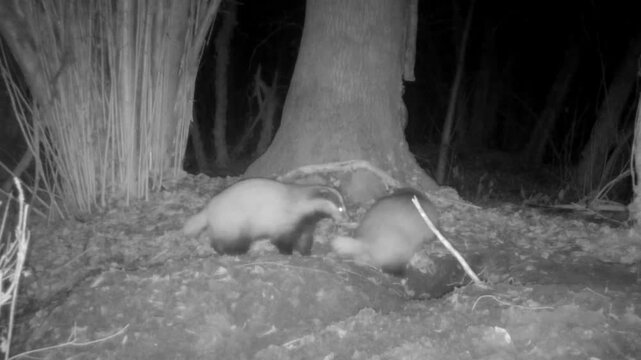 Two badgers captured by a camera trap in the woods near their den playing and running in the night