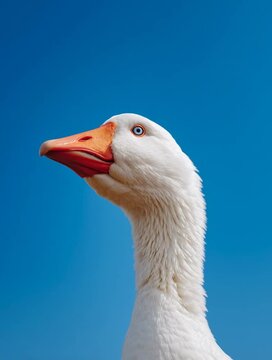 Primer plano de un ganso blanco contra un cielo azul intenso.