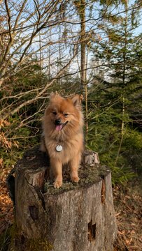 dog in the park
