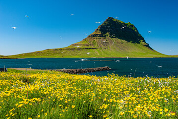 Fototapeta premium Yellow wildflowers in foreground with Kirkjufell mountain near Grundarfjörður in Iceland under clear blue sky. Beautiful Iceland landscape with summer flowers, famous peak, and peaceful nature scenery
