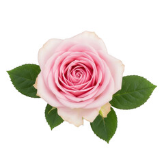 A pink rose with green leaves