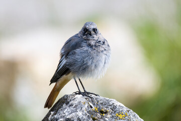 Obraz premium Junger männlicher Hausrotschwanz (Phoenicurus ochruros) 